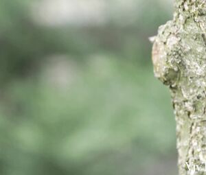 Lesby Videos-Ivy Rein & Sarah Cute-Love-Is-In-The-Air