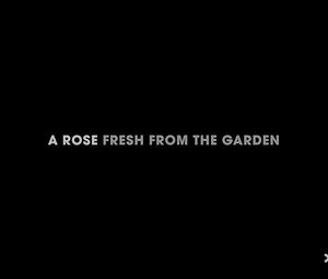 A Rose Fresh From The Garden [midel Sasha Rose]